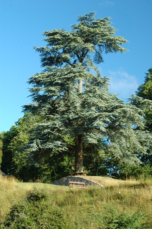 Birr Castle Demesne blue atlas cedar