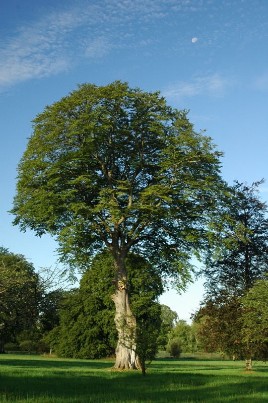 Birr Castle Demesne