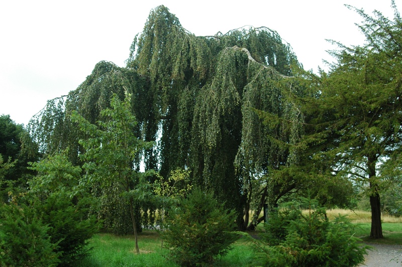 Birr Castle Demesne weeping beech