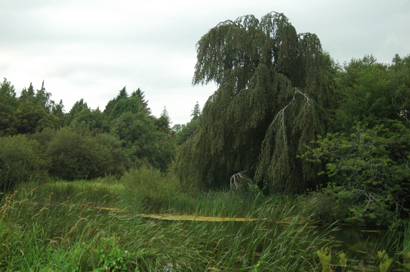 Birr Castle Demesne weeping beech