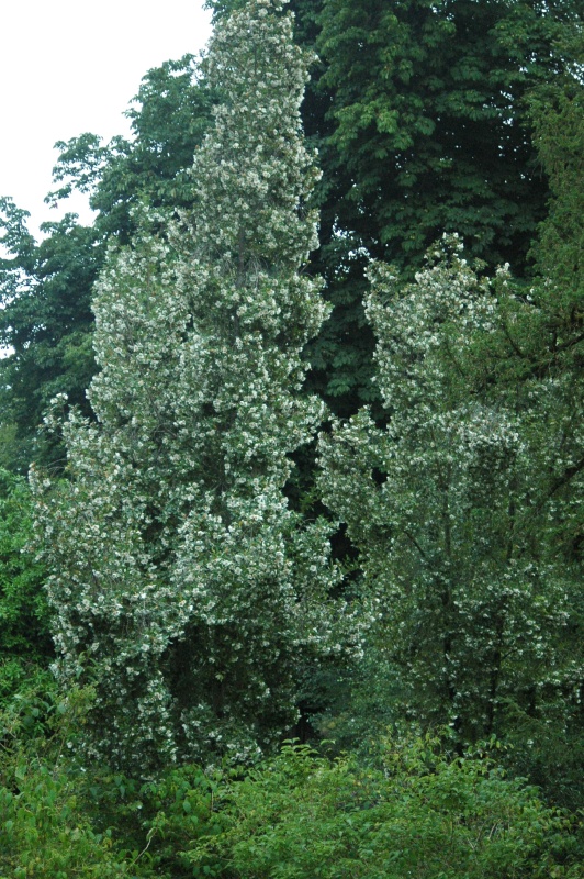 Birr Castle Demesne nymansay