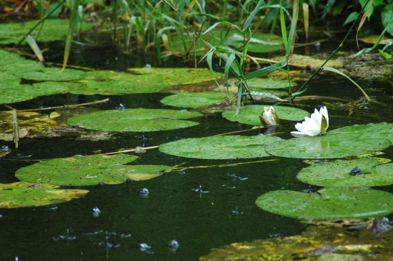 Birr Castle Demesne lily pads