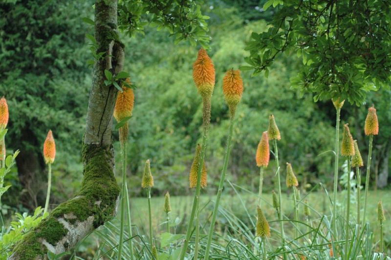 Birr Castle Demesne floral torches