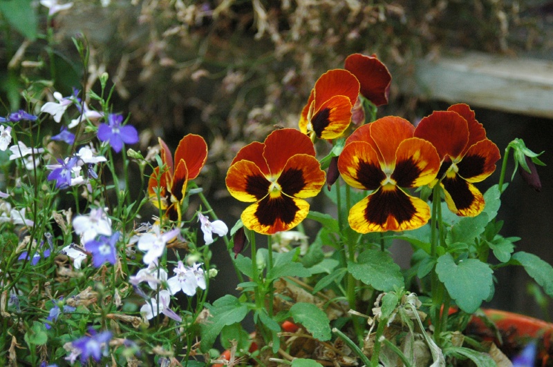 Birr Castle Demesne pansies