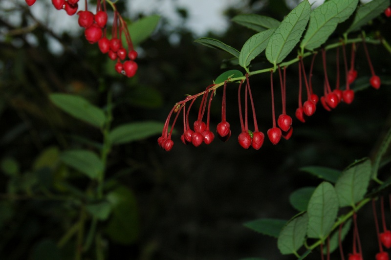 Birr Castle Demesne berberidopsis corallina Chilean coral plant