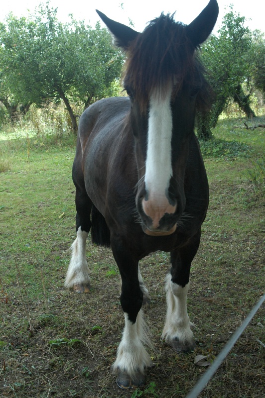 Birr Castle Demesne draft horse