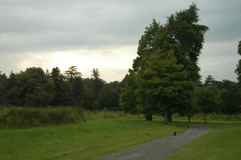 6BC19Augn