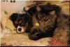 Cavalier King Charles Spaniel and Maine Coon Cat
