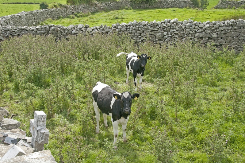 DSC_2024