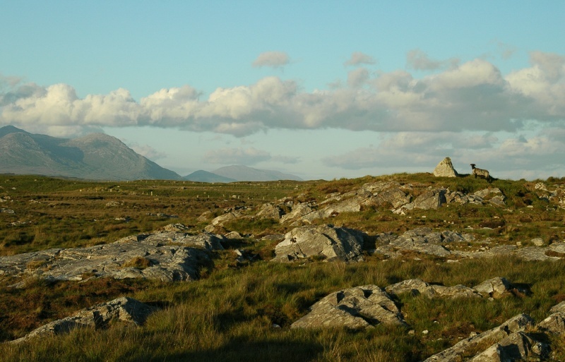 Bog, mountains, and sheep near Clifden, Ireland