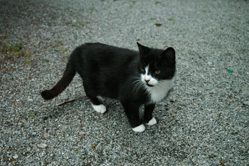 Bothy cat