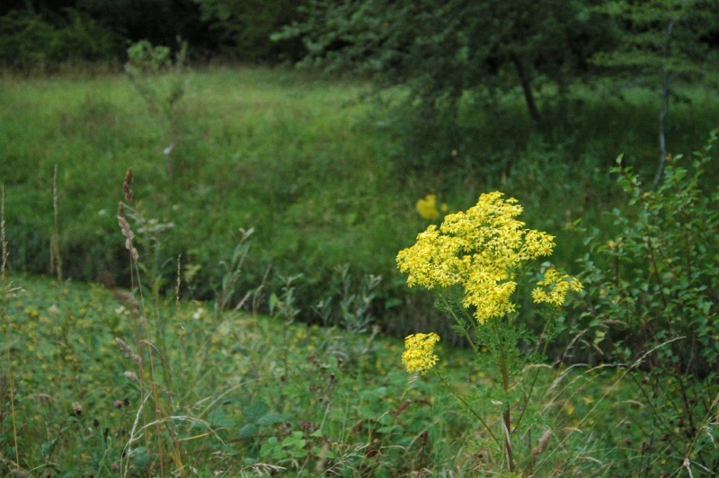 Birr Castle Demesne