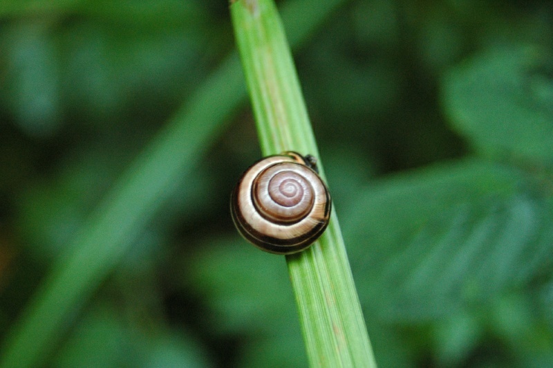 Birr Castle Demesne, snail