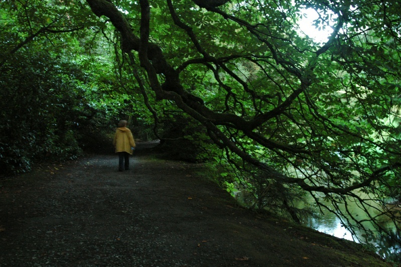 Birr Castle Demesne, Diane Harrington, river Camcor