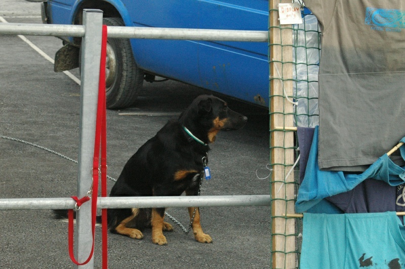 Cliffs of Moher, vendor's dog