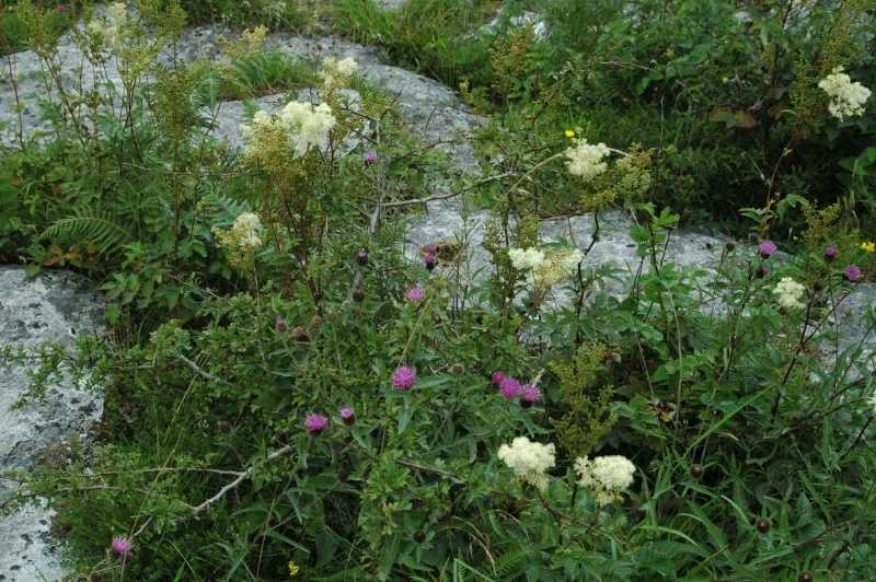 Burren karst