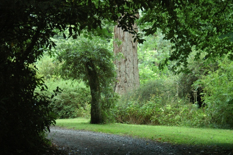 Birr Castle Demesne sequoia