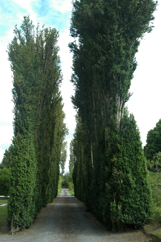 Birr Castle Demesne box hedges