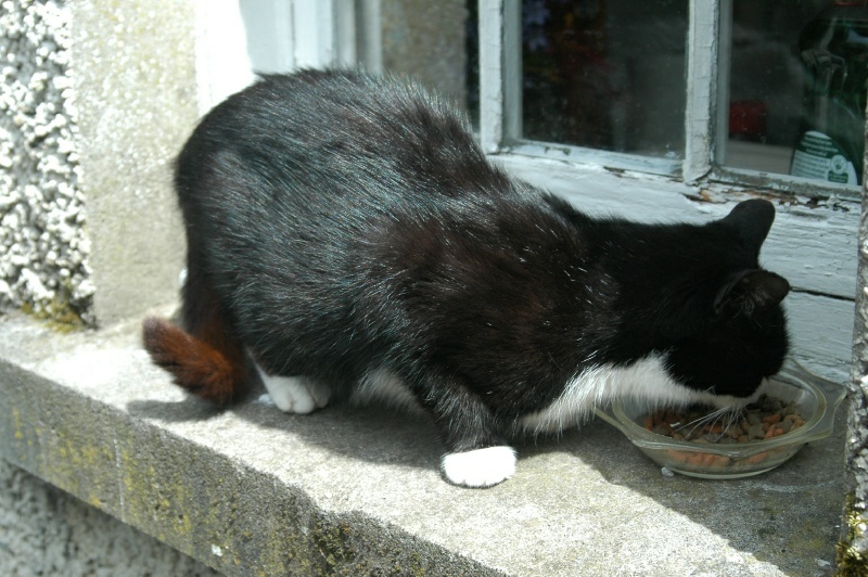 Birr Castle Demesne bothy cat