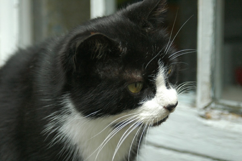 Birr Castle Demesne bothy cat