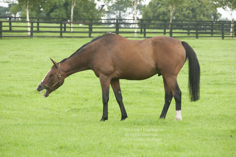 Eire2010-044