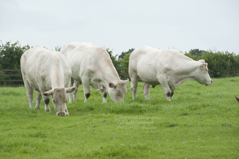 Eire2010-046