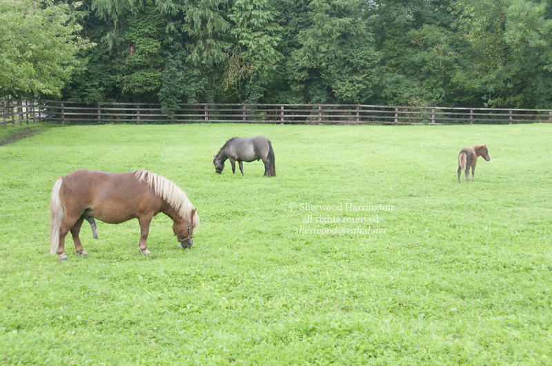 Eire2010-049