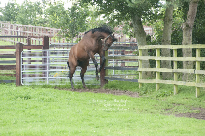 Eire2010-057