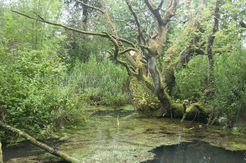 Eire2010-068