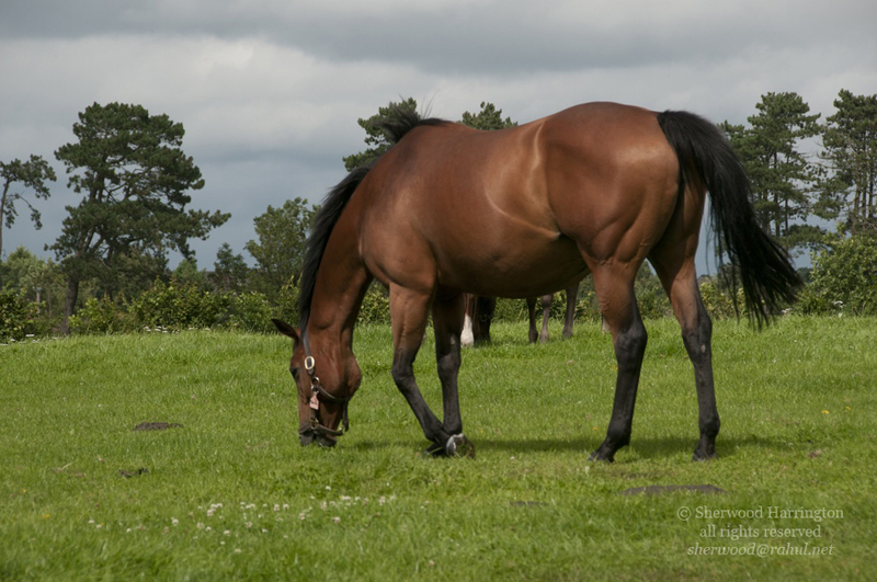 Eire2010-072