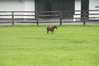 Eire2010-047