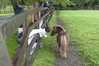 Eire2010-048
