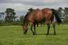 Eire2010-072