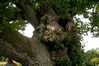 Eire2010-083