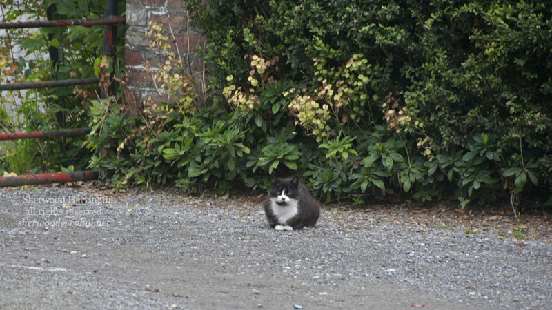 Eire2010-092