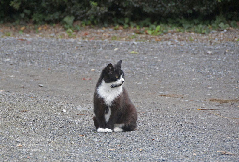 Eire2010-093