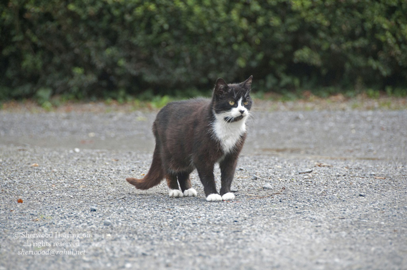 Eire2010-094