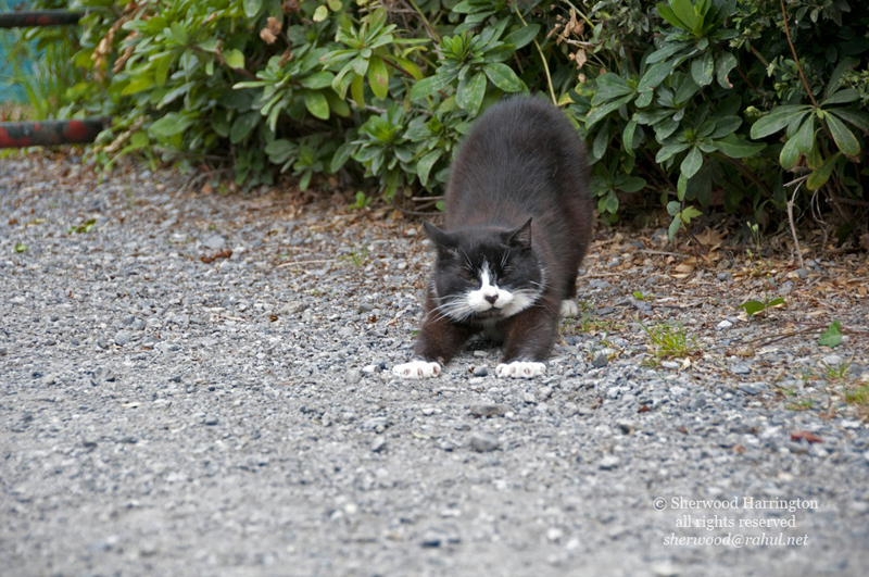 Eire2010-237