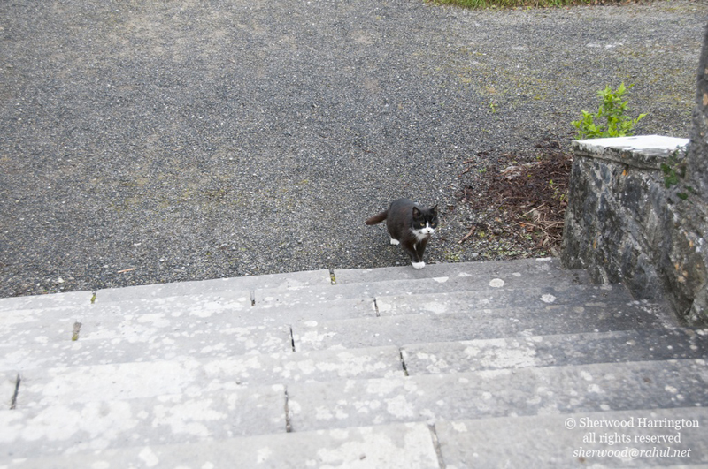Eire2010-239