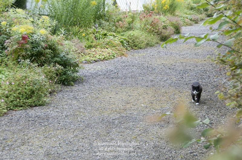 Eire2010-242