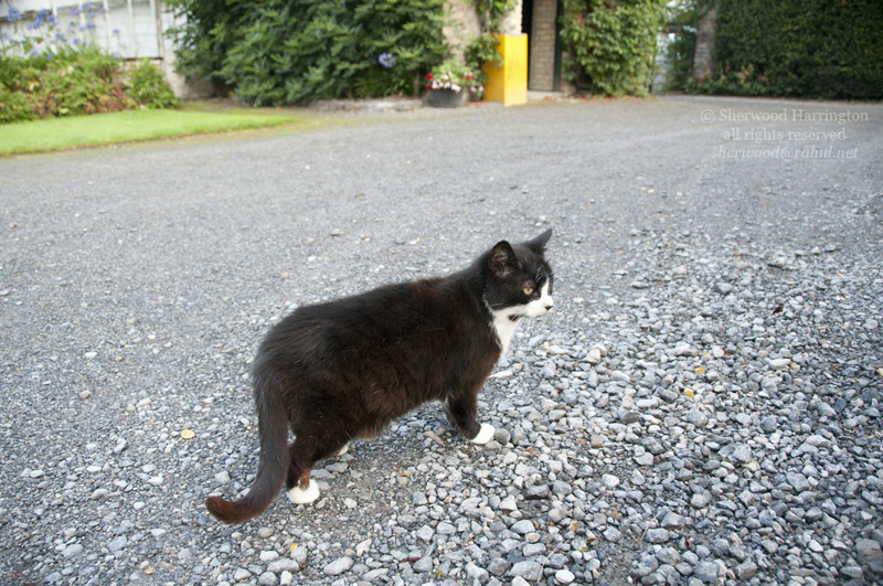 Eire2010-302