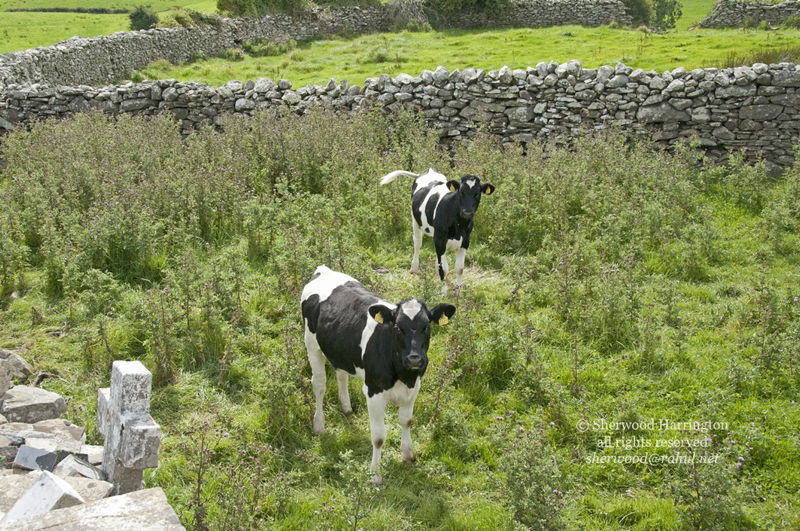 Eire2010-318
