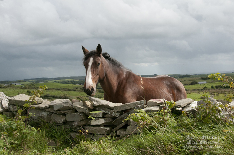 Eire2010-319