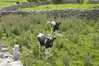 Eire2010-318