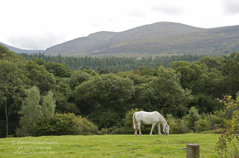 Eire2010-441