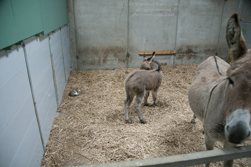 Eire2010-457