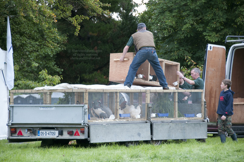 Eire2010-491