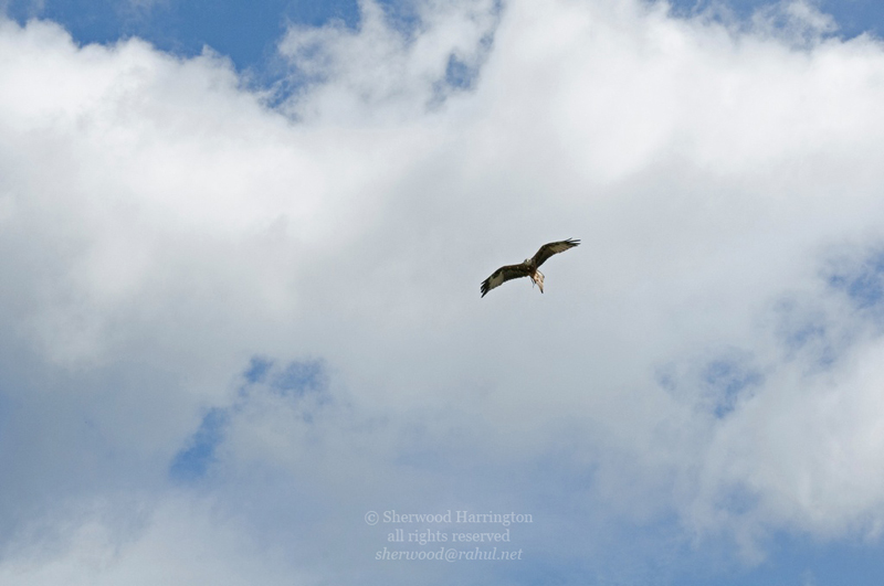 Eire2010-529