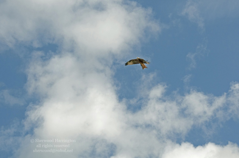 Eire2010-530