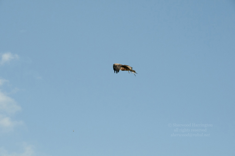 Eire2010-553